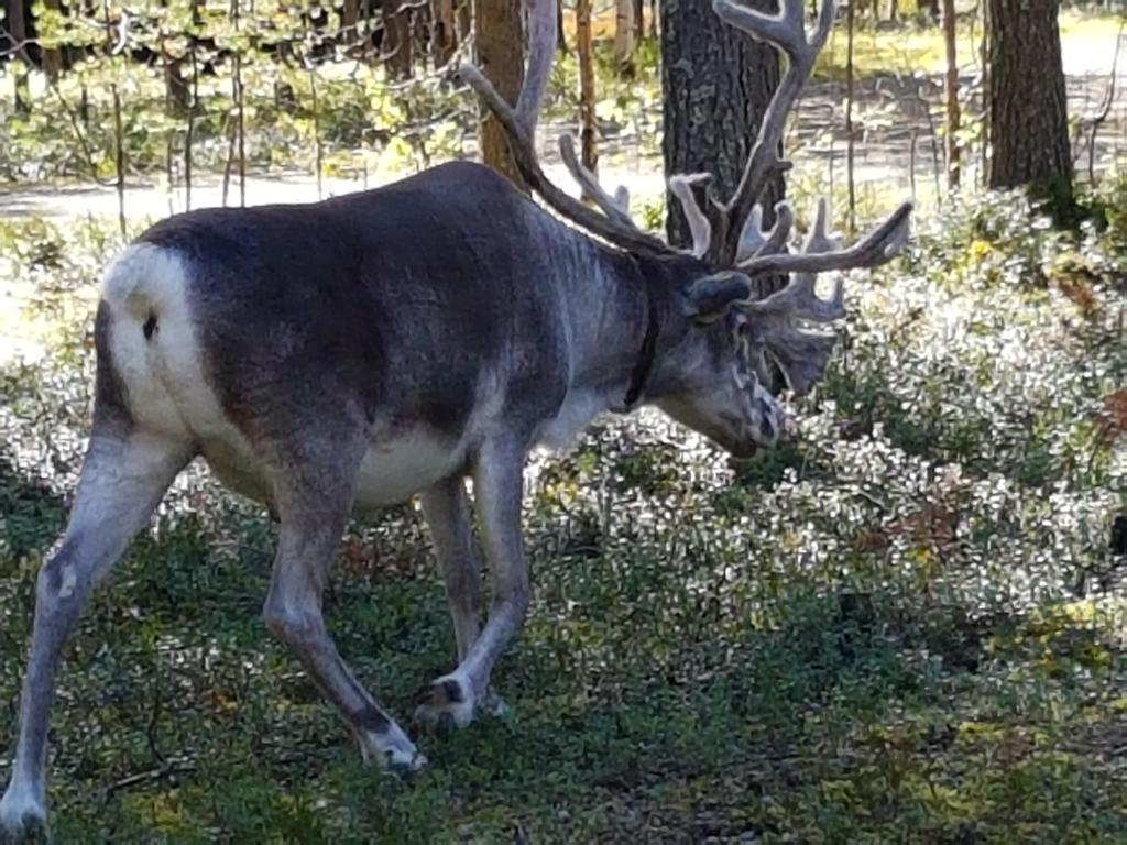 Pyhaen Kortepuolukka Pyhätunturi Eksteriør bilde