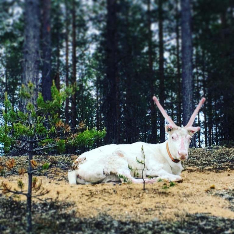Pyhaen Kortepuolukka Pyhätunturi Eksteriør bilde